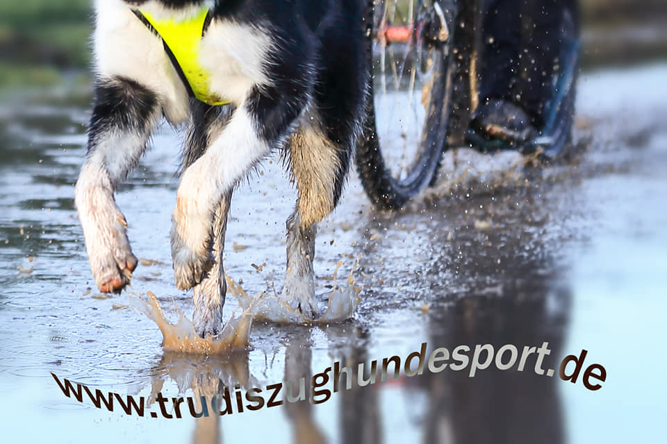 (c) Trudiszughundesport.de